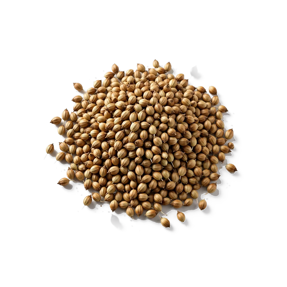 Coriander Seed